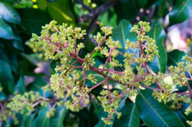 Mangifera indica yaygın olarak mango olarak bilinir. Küçük mangoları ve çiçekleri olan meyve taşıyan bir resim..