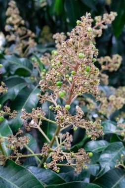 Mangifera indica yaygın olarak mango olarak bilinir. Küçük mangoları ve çiçekleri olan meyve taşıyan bir resim..