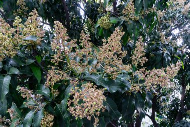 Mangifera indica yaygın olarak mango olarak bilinir. Küçük mangoları ve çiçekleri olan meyve taşıyan bir resim..