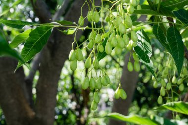 Hint leylak tohumları, meyveler ve yapraklar. Azadirachta indica (Neem, nimtree veya Hint leylağı olarak da bilinir), Meliaceae familyasından bir ağaçtır..