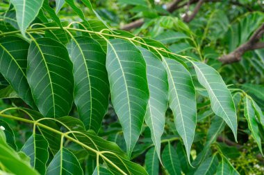 Hint leylağı yaprakları. Azadirachta indica (Neem, nimtree veya Hint leylağı olarak da bilinir), Meliaceae familyasından bir ağaçtır..