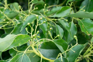 Kafur defne tohumu ve yaprakları yakından çek. Cinnamomum camfora, Kafur ağacı, Kafur ağacı veya Kafur defne adı altında bilinen bir ağaç türü..