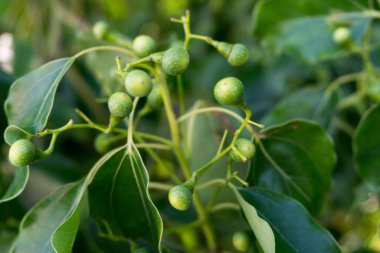 Kafur defne tohumu ve yaprakları yakından çek. Cinnamomum camfora, Kafur ağacı, Kafur ağacı veya Kafur defne adı altında bilinen bir ağaç türü..