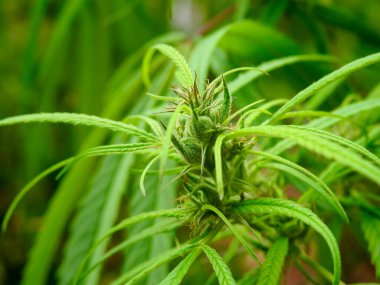 Kenevir yaprağı ve tomurcuğunun yakın çekimi.