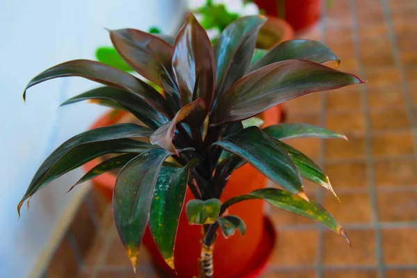 Una Maceta Planta Dracaena Cornstalk —  Fotos de Stock