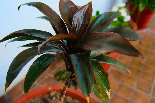 Een Cornstalk Dracaena Plant — Stockfoto