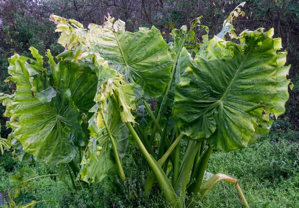 Alocasia Macrorrhizos Una Specie Pianta Fiore Della Famiglia Delle Arum — Foto Stock