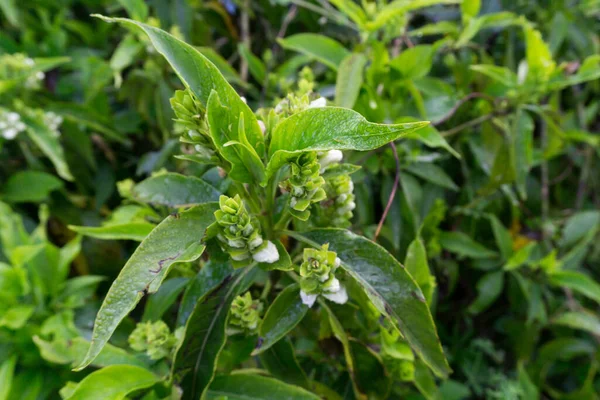 Closeup Shot Justicia Adhatoda Commonly Known Malabar Nut Adulsa Adhatoda — Stock Photo, Image