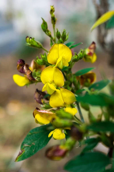 Primer Plano Los Cascabeles Crotalaria Género Plantas Con Flores Perteneciente — Foto de Stock