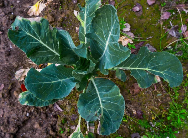 キャベツ植物のクローズアップショット 家庭菜園でのキャベツの植え付け — ストック写真