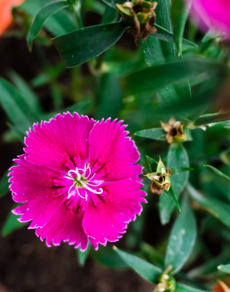 Een Clsoe Shot Van Maiden Pink Bloemen Een Pot Dianthus — Stockfoto