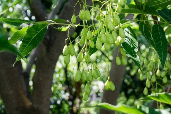 Indian Lilac Seeds Fruits Leaves Azadirachta Indica Commonly Known Neem — Stock Photo, Image