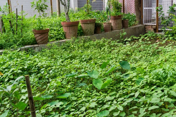 Ένα Βιολογικό Κήπο Πίσω Αυλή Στο Σπίτι Στην Ινδία Πολλαπλές — Φωτογραφία Αρχείου