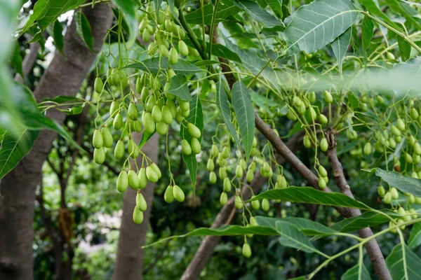 Indian Lilac Seeds Fruits Leaves Azadirachta Indica Commonly Known Neem — Stock Photo, Image