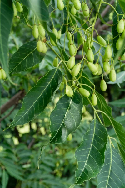 Sementes Lilás Indiano Frutas Folhas Azadirachta Indica Uma Espécie Árvore — Fotografia de Stock