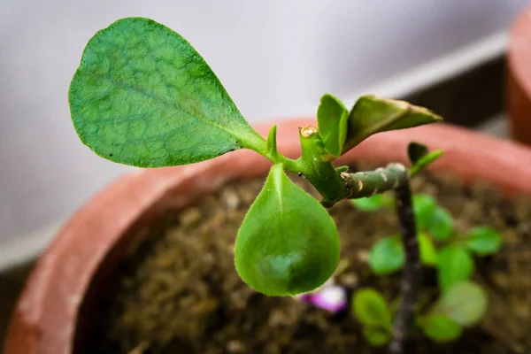 Close Uma Folha Planta Suculente Botânica Plantas Suculentas Também Conhecidas — Fotografia de Stock