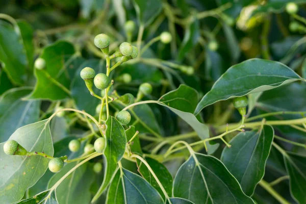 Kafur defne tohumu ve yaprakları yakından çek. Cinnamomum camfora, Kafur ağacı, Kafur ağacı veya Kafur defne adı altında bilinen bir ağaç türü..