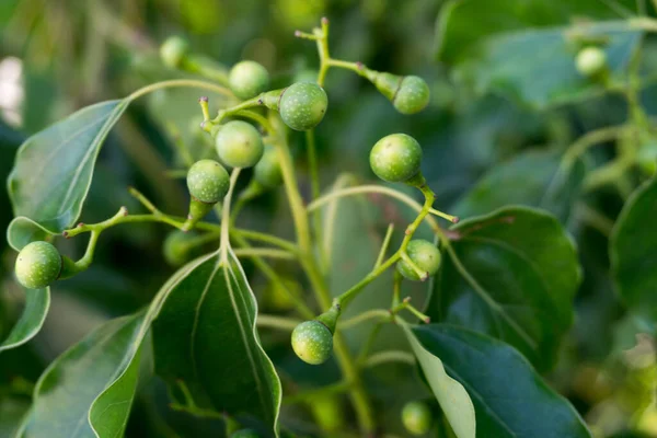 Tiro Perto Sementes Louro Cânfora Folhas Cinnamomum Canphora Uma Espécie — Fotografia de Stock