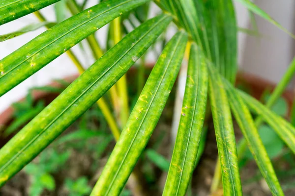 Areca Tenyér Chrysalidocarpus Lutescens Egyik Legszélesebb Körben Használt Tenyér Fényes — Stock Fotó