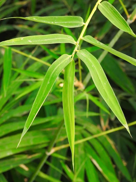 Feuilles Bambou Bambusa Tulda Bambou Indien Est Considéré Comme Une — Photo