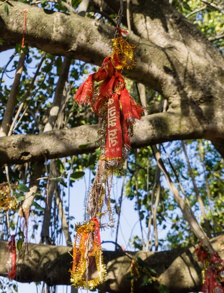 Panno Rosso Legato Albero Banyan Come Parte Della Tradizione Indù — Foto Stock