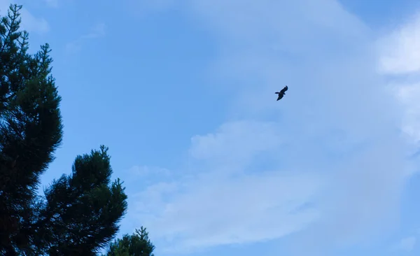 Colpo Uccello Aquilone Che Vola Con Sfondo Cielo Blu — Foto Stock