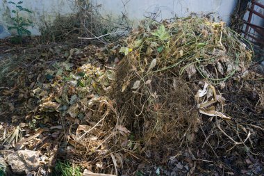 Hindistan 'da organik gübre yapmak için bahçede kullanılan bir tarım atığı yığını..