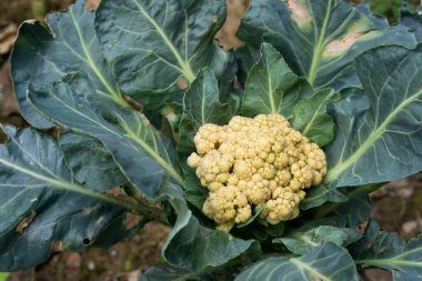 Bir çiftlikte yetişen karnabahar bitkisinin yakından çekimi. Karnabahar, Brassica familyasından Brassica oleracea familyasından çok sayıda sebzeden biridir..