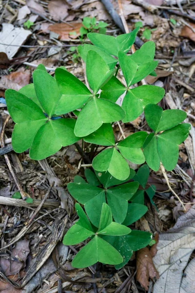 Primer Plano Planta Oxalis Latifolia Una Especie Planta Con Flores —  Fotos de Stock