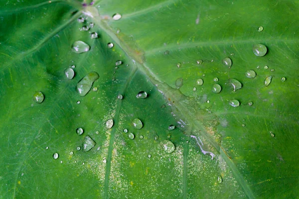 Primer Plano Gotas Agua Las Hojas Colocasia Debido Sus Propiedades — Foto de Stock