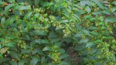 Hint organik bahçesinde yetişen yasemin (Cestrum nocturnum) taze tomurcukları. Raat ki Raani.