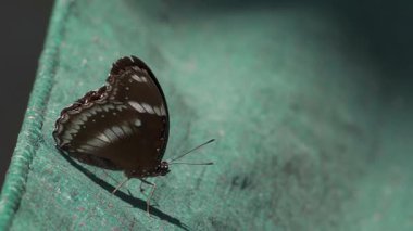 Erkek Büyük Patlıcan Kelebeği (Hypolimnas bolina), kanatları açık yeşil bir yüzey üzerinde dinleniyor.