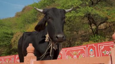 Jaipur Rajasthan yerli süt ürünleri üretiminde Girolando Boğası Bos 'u çaprazlaması.