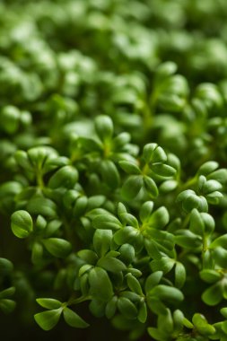 Gıda dekorasyonu için taze mikro yeşiller