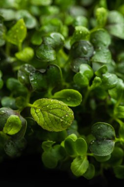 Gıda dekorasyonu için taze mikro yeşiller
