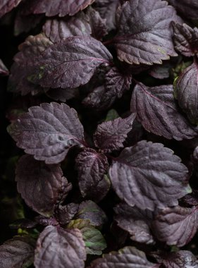 taze fesleğen mor çiçek