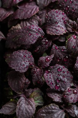 taze fesleğen mor çiçek