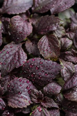 taze fesleğen mor çiçek