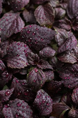 taze fesleğen mor çiçek