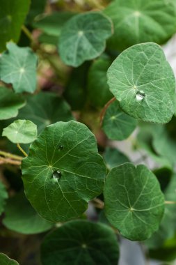 Gıda dekorasyonu için taze mikro yeşiller
