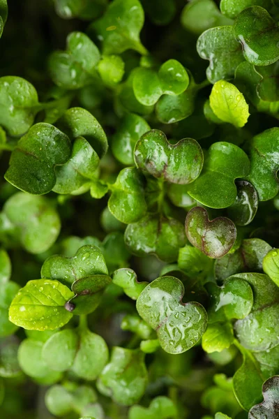 Fresh Microgreens Food Decoration — Stock Photo, Image