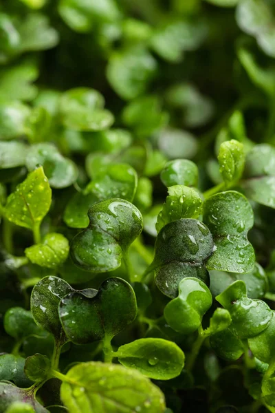 Fresh Microgreens Food Decoration — Stock Photo, Image