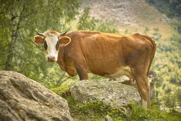 Kahverengi inek kayaların ve ağaçların arasında