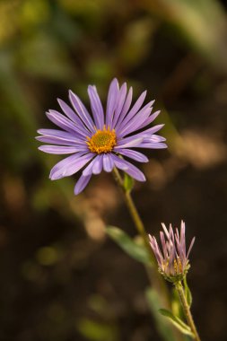 Mor papatya çayı ya da koyu arkaplanda alp çayı.
