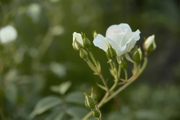Белая Роза Зеленом Фоне — стоковое фото