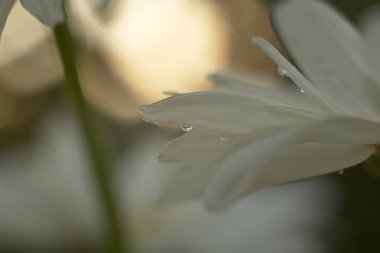 Arkaplanı bulanık, ışıkta yağmur damlaları olan narin beyaz bir çiçek.