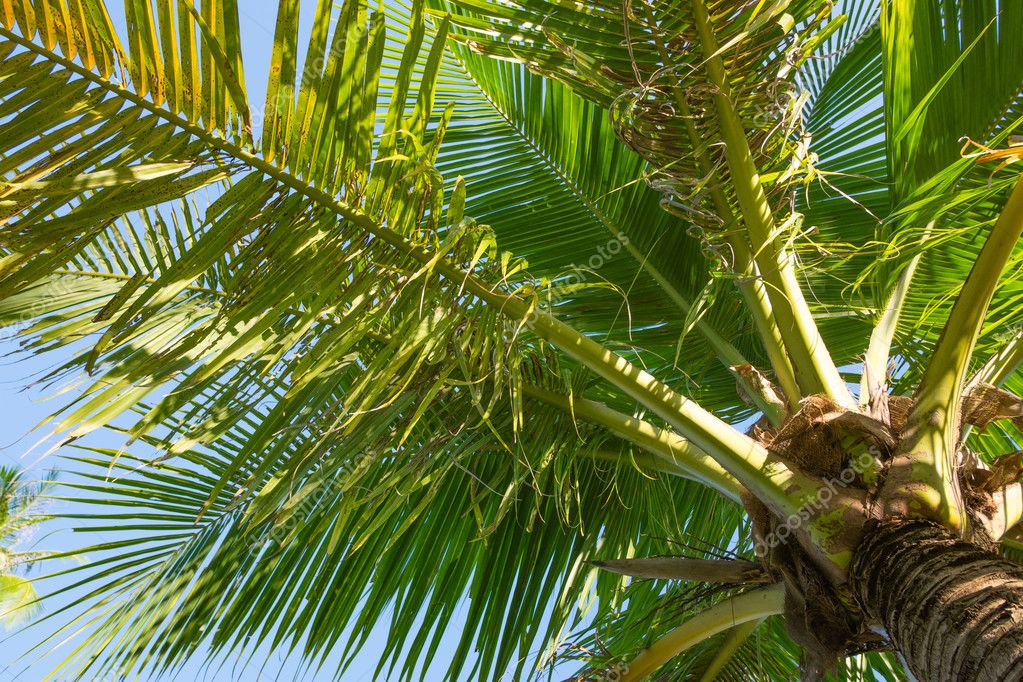 Green Coconut tree Stock Photo by 116668454