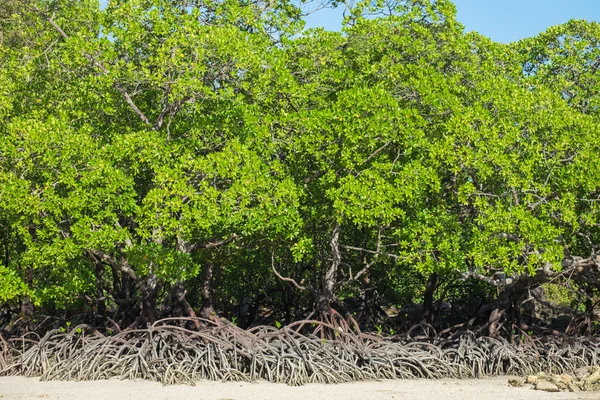 自然のマングローブ林 — ストック写真