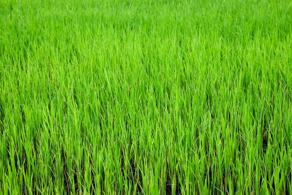 Green paddy Rice — Stock Photo, Image