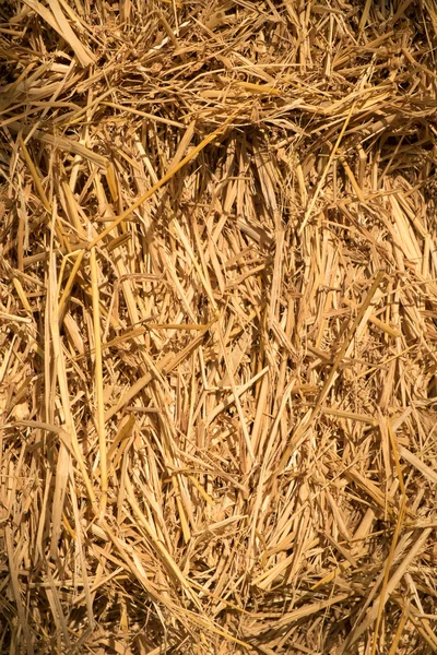 Dry yellow hay — Stock Photo, Image